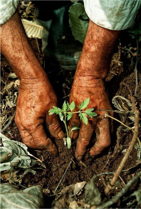 Hands planting seedlings in compost soil