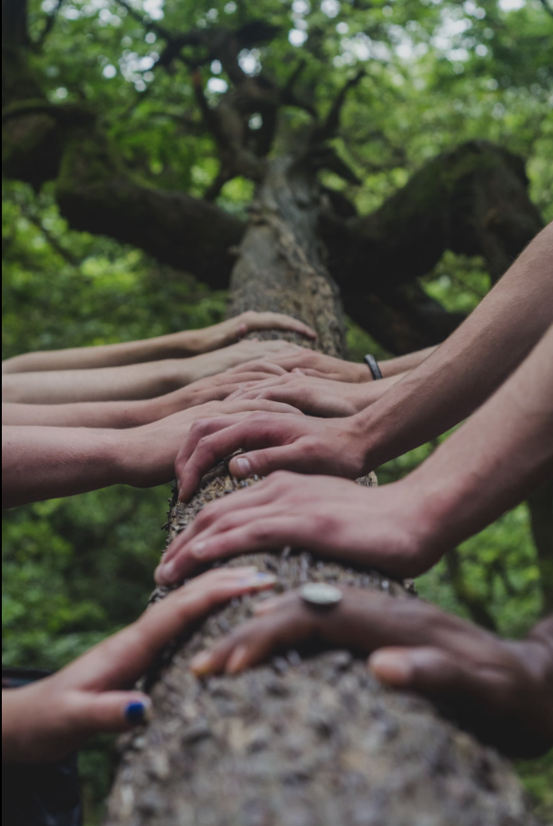 Young hands resting on a tree trunk