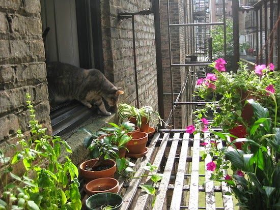 Potted plants and flowers growing on a New York City fire escape
